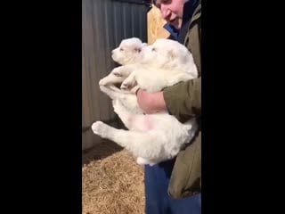 "ю" помёт, девочки