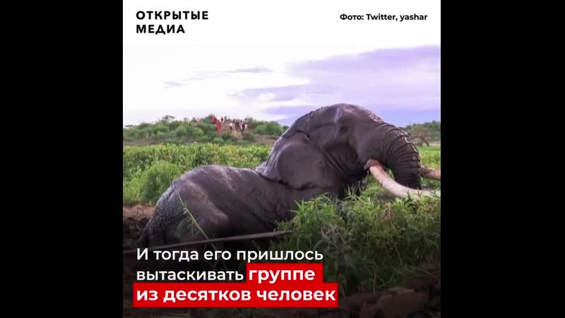 В кении молодые один из немногих слонов с большими бивнями