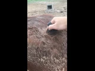 Helping my horses shed their winter coats