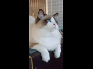 Питомник plush doll ru ragdoll