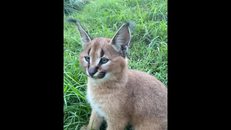 Каракал делает финт ушами