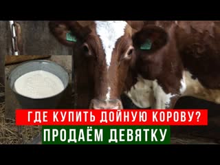 Дойка коз на станке и продаём дойную корову с очень высоким удоем!