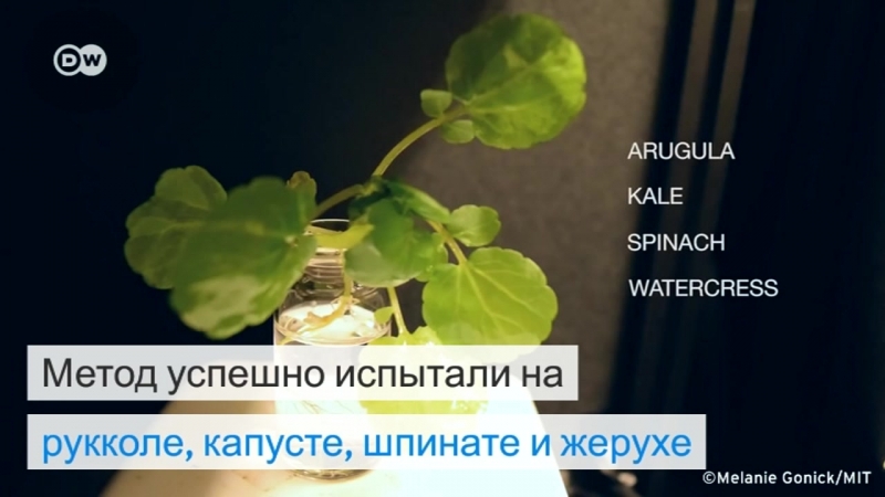 Смогут ли растения заменить лампы?