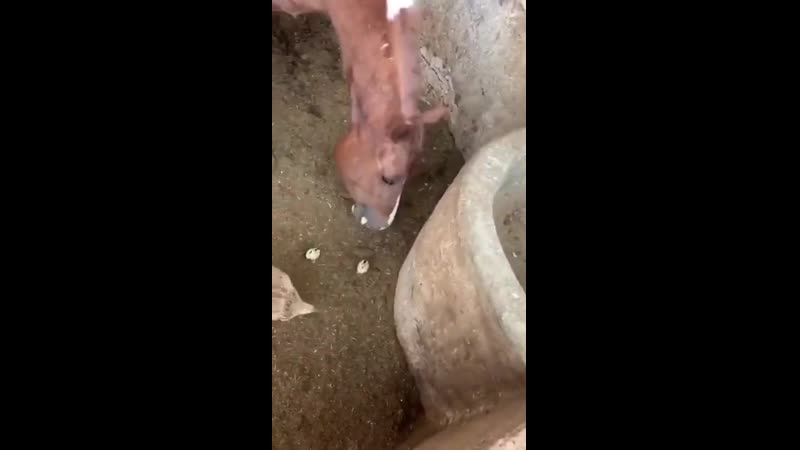 Хищный конь