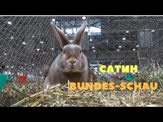 Сатиновые кролики bundes schau