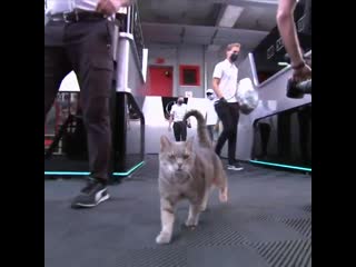 Imola cat vibing with the free paddock pass 🐈 #skyf1 | #f1 | #imolagp 🇮🇹