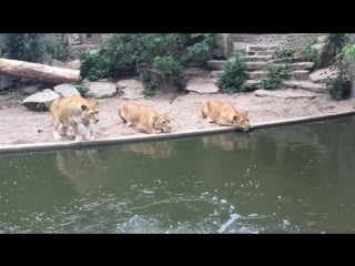 Lion hunts and eats heron at the amsterdam artis porn