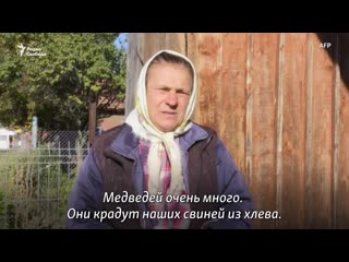 Румыния и проблема с дикими медведями