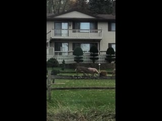 Deer gets frisky with lawn ornament deer