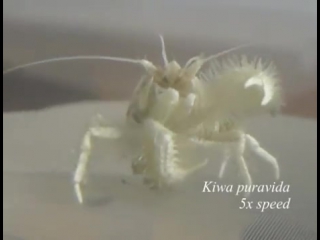 Kiwa puravida yeti crab grows its own food (video s2)