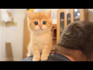 This tiny kitten cured depression 😘🐈 soo cute who is next 😀