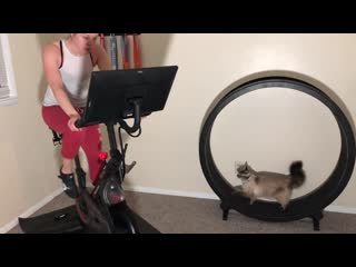 Pippa is the best workout buddy until she loses her chicken herring paté 😻🤮