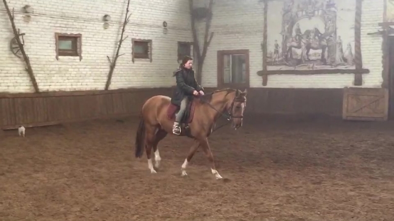 Буденновский жеребец 2010