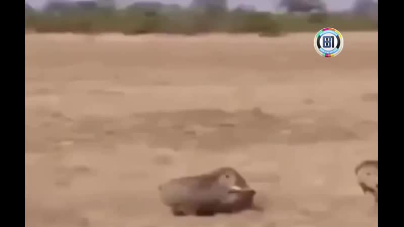 Неожиданная развязка