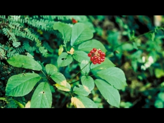 Женьшень корень жизни ginseng