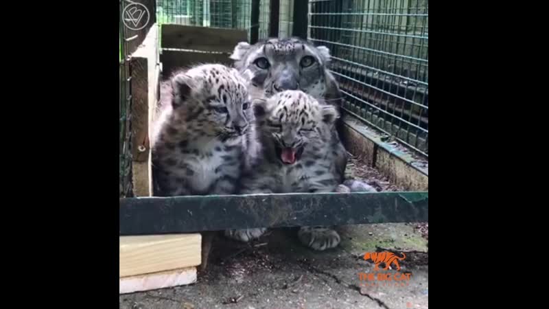 Снежные барсы