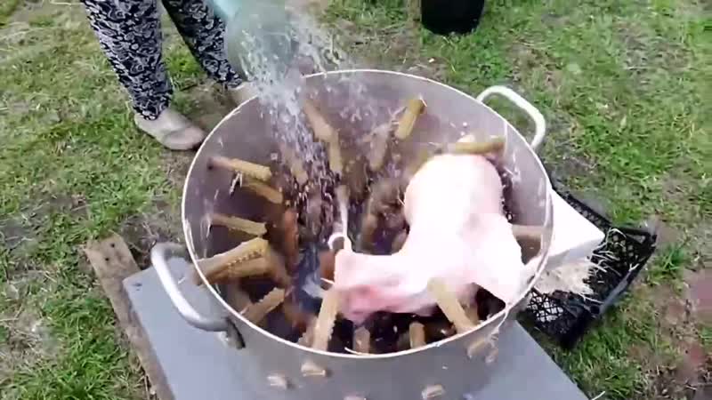Попал как в ощип