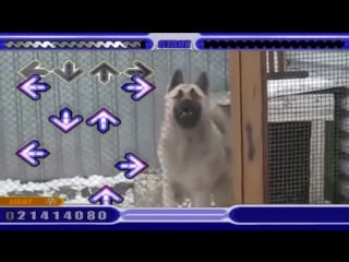 Dog has insane ddr skills