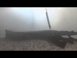 Анимация приманки fish arrow airbag minnow