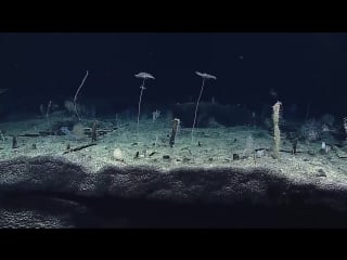 Incredible underwater video fantastic video of sea creatures and their habitats