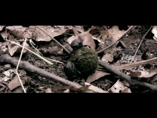 Таинственный сад (ползучий сад) the creeping garden