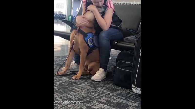 Пёс понял, что у хозяйки началась паническая атака и помогает ей справиться