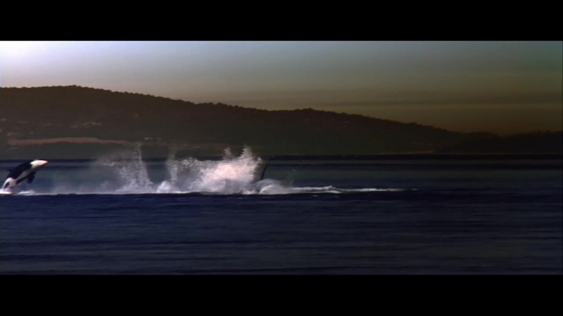 Освободите вилли 2 новое приключение 1995