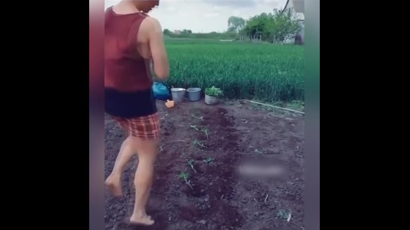 Изящная посадка помидор 😁