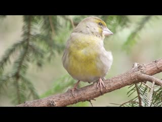 Каждая птаха со своим характером и красотой зеленушка