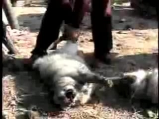 Это жестоко,мерзко и низко!!!нет меху!!!