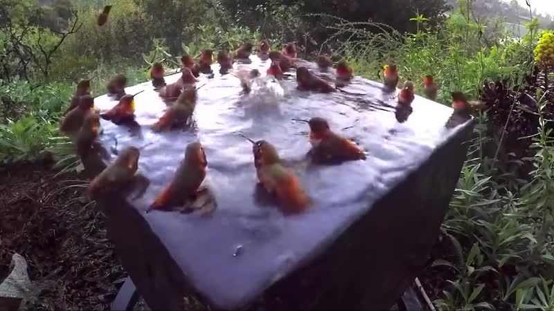 Бассейн для колибри