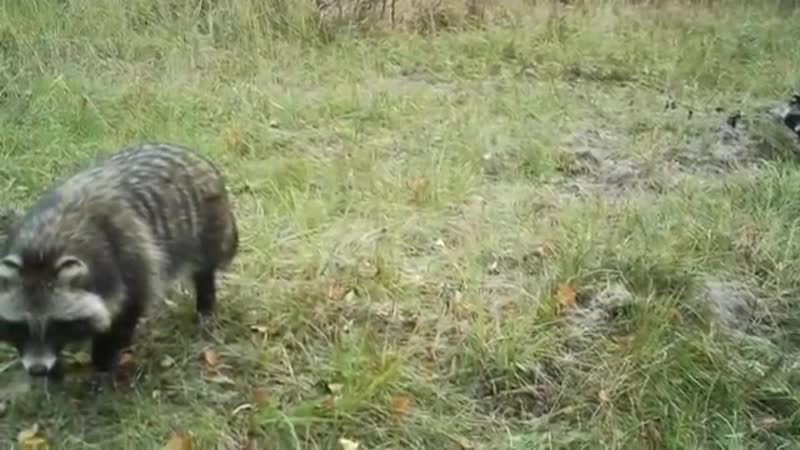 [желтая утка] биолог установил в чернобыльском лесу фотоловушки и показал, кто там обитает