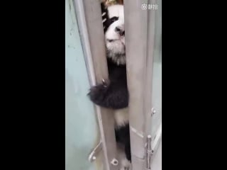 Cheeky panda cub sneaks out of enclosure for a walk