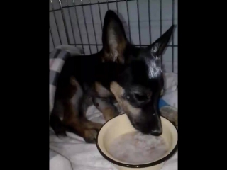 Чарлик кушает