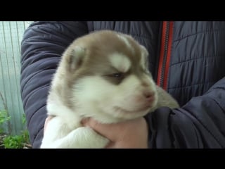 Male red and white 13 days old age (destiny’s to russia with love x erzulie freda asia)