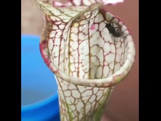 A carnivorous pitcher plant effortlessly trapping a fly