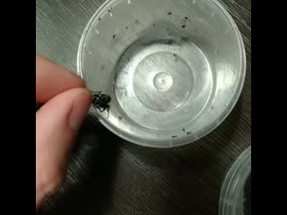 Phidippus regius aftermoult try