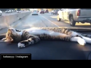 Китти любит вздремнуть в машине