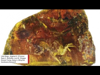 Remarkably ‘complete’ 99 million year old baby bird found preserved in amber