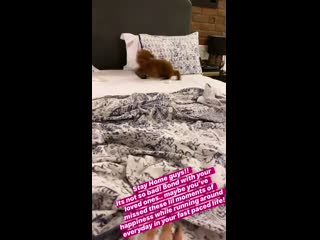 Крити санон со своим щеночком фиби