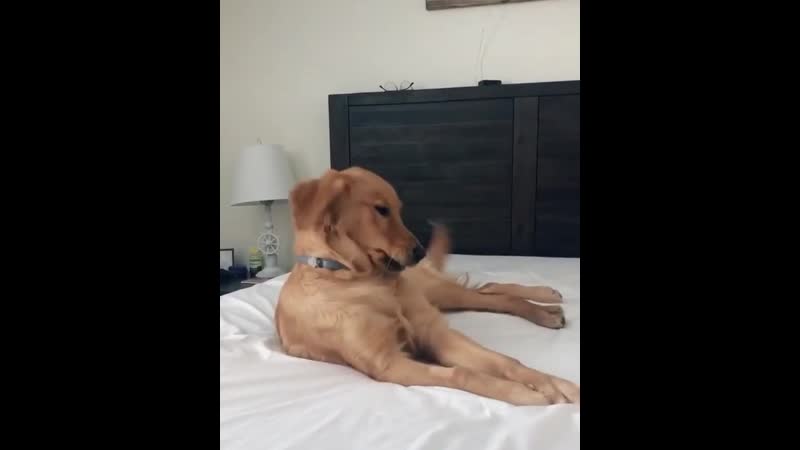 Woof porn video – Woof woof