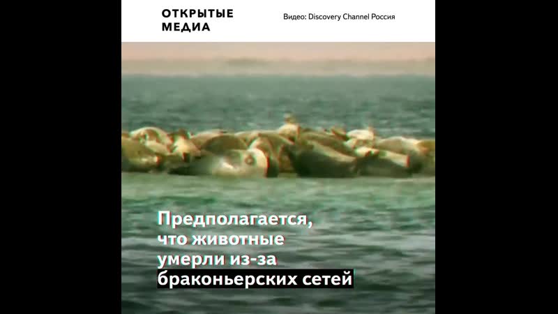 Жители дагестана сообщили о массовой гибели нерп на берегу каспия