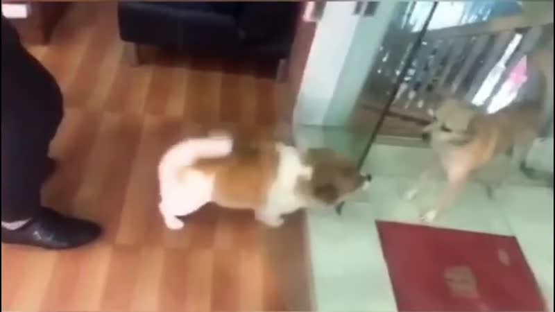 Pederim der ki “ işte itler gibi olma