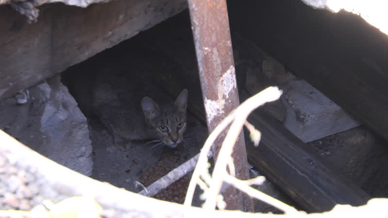 Кошкин дом в кургане пожарные спасатели вызволяли из заточения мохнатую семью