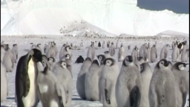 Ледники в антарктиде тают все быстрее