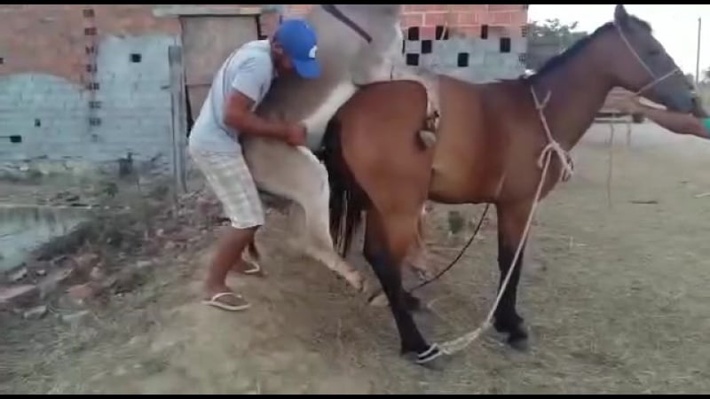 Ишак на кобылу