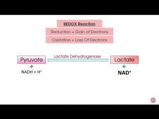 8 physiologyzone episode 5 muscle metabolism