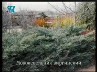 Цветы урок 4 10 хвойные деревья и кустарники