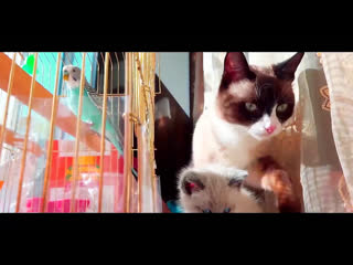 My love thai cats (@snowshoe ) 2013