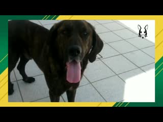 Кастро лаборейру cão de castro laboreiro, tesouro de portugal k9br k9brasil caesdeguarda